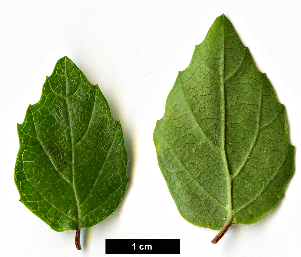 High resolution image: Family: Adoxaceae - Genus: Viburnum - Taxon: luzonicum